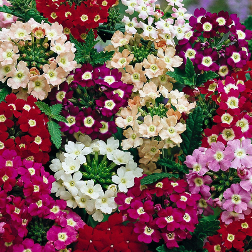 Gardening Zone High Quality verbena-idle-florist-mix-20-seeds