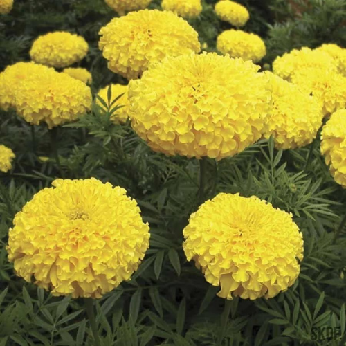 Gardening Zone High Quality Marigold-f2-yellow-20-seeds