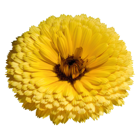 Gardening Zone High Quality Calendula Touch of Red Mix 20 Seeds