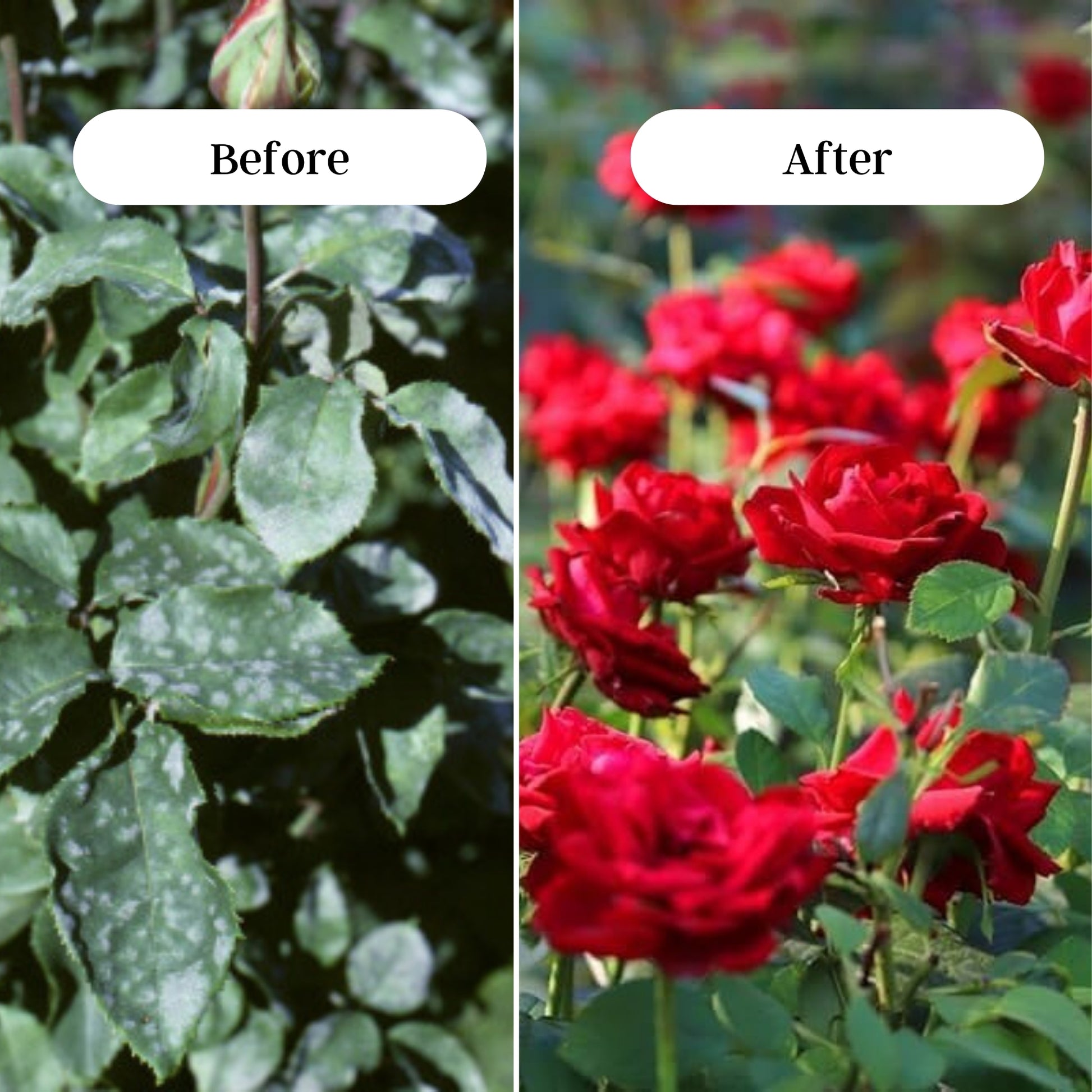 Gardening Zone 400Gram Rose Fertilizer β Boost Flowering & Growth for Stunning Blooms! πΏ