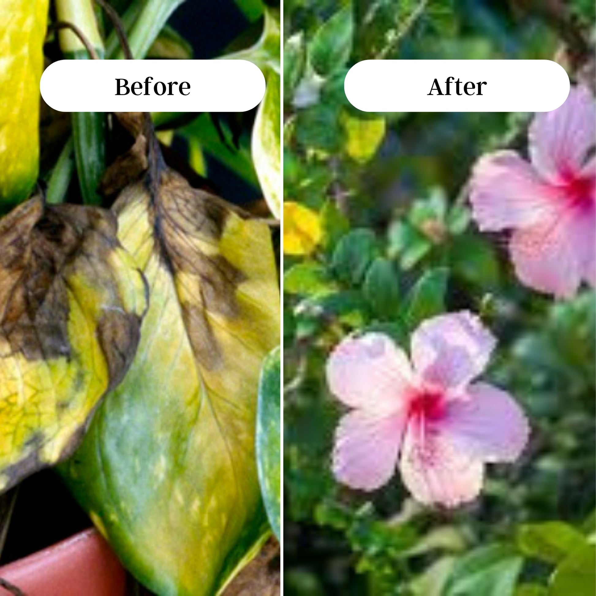 Gardening Zone 400Gram Hibiscus Plant Fertilizer β Boost Flowering & Growth! πΏ πΊ