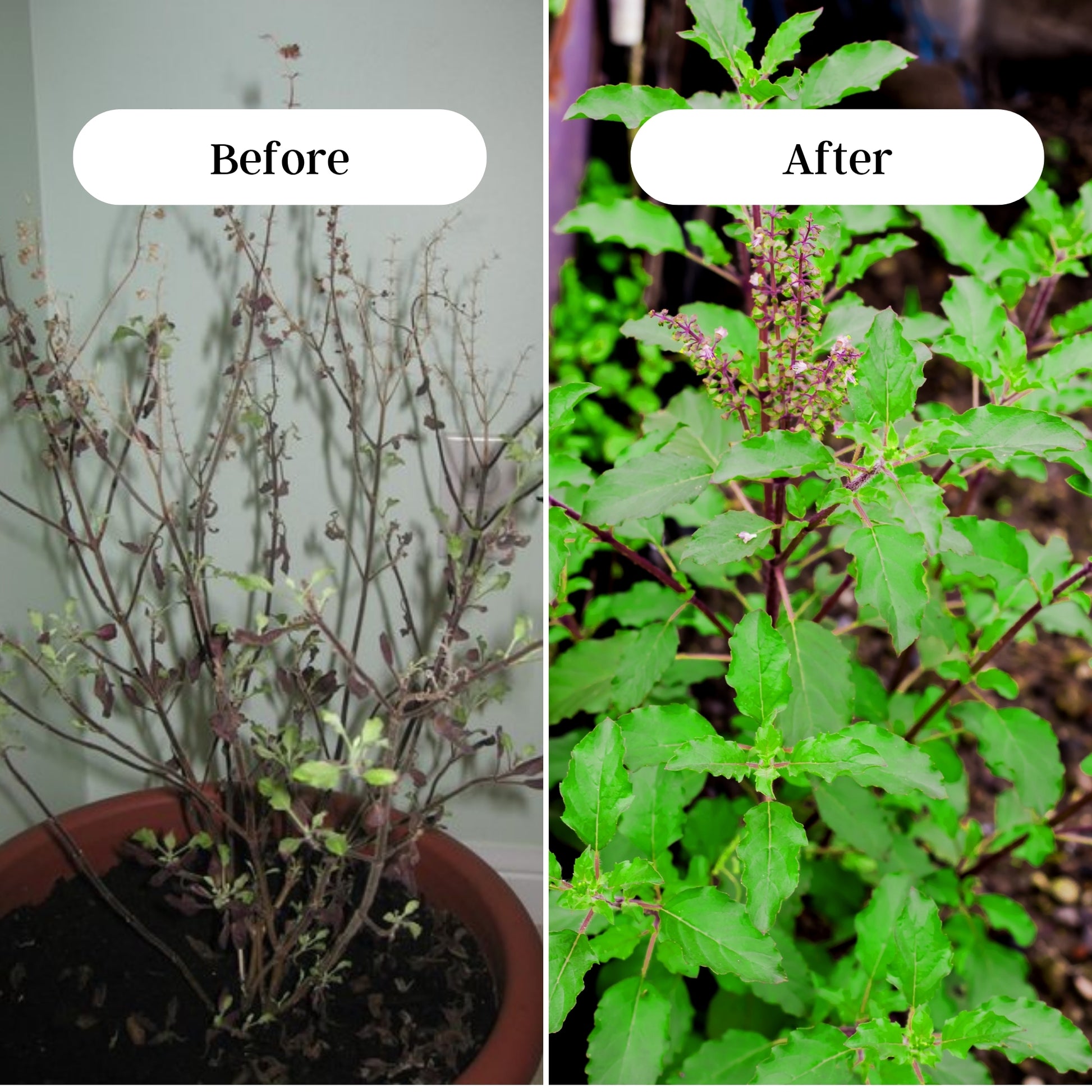 Gardening Zone Premium 400Gram Tulsi Plant Fertilizer β 100% Organic Growth Booster for Healthy & Lush Tulsi π±