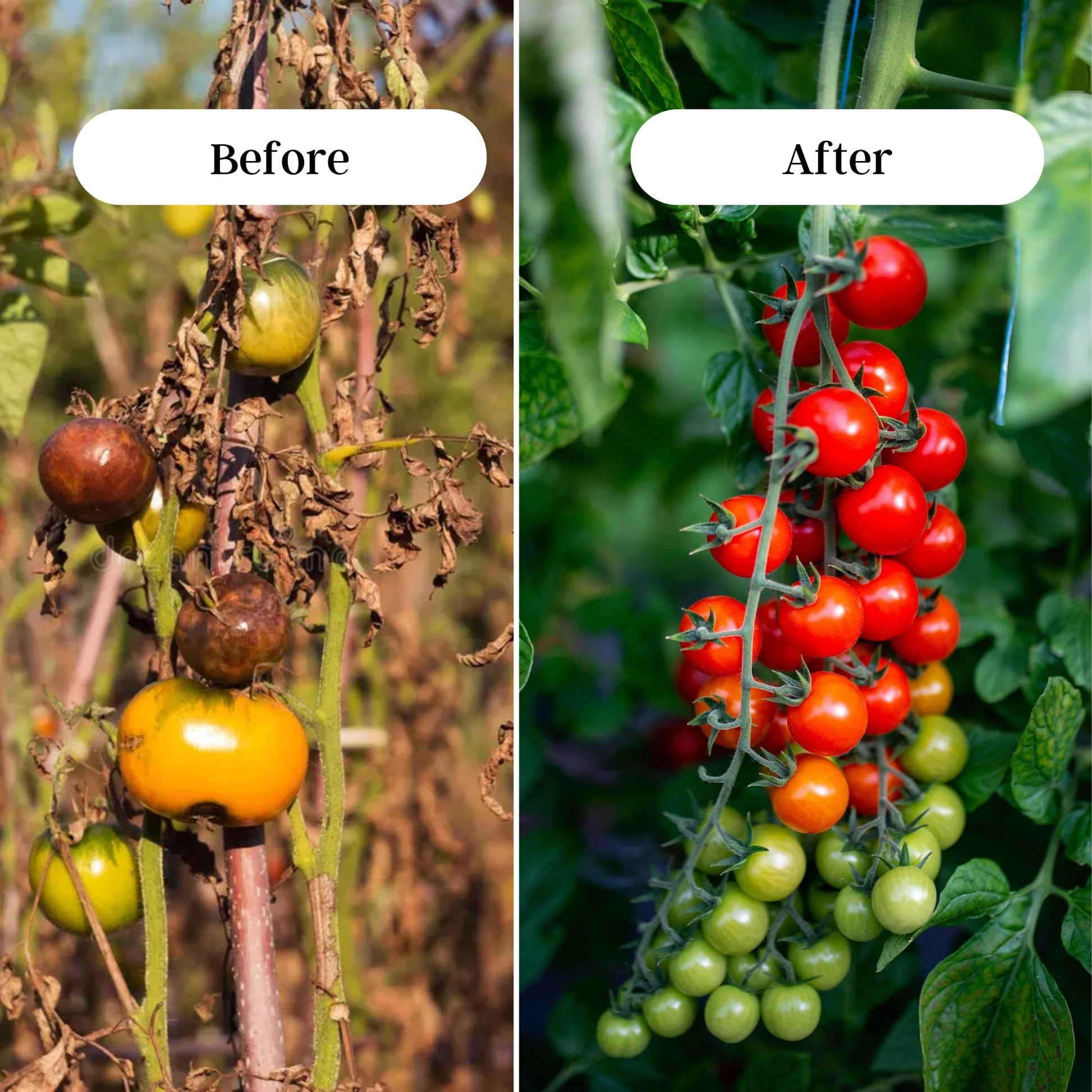 Gardening Zone 400Gram Tomato Fertilizer β 100% Organic Growth Booster for Juicy & Healthy Tomatoes π±
