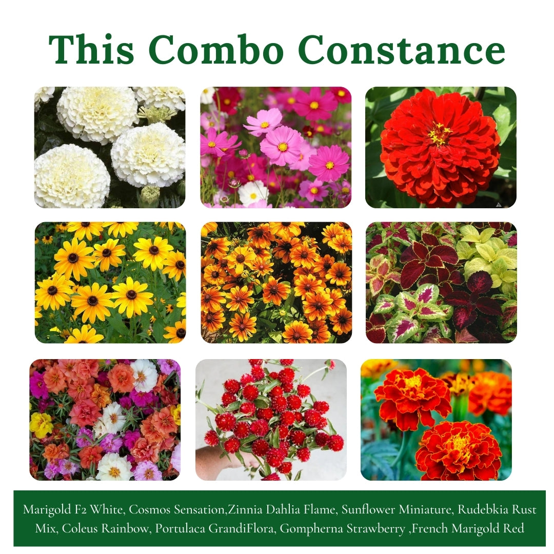 Gardening Zone Summer Flower Seeds Combo | 9 Varieties,+ High-Germination Seeds | Easy to Grow for Home & Outdoor Gardening