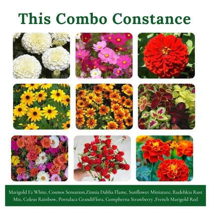 Gardening Zone Summer Flower Seeds Combo | 9 Varieties,+ High-Germination Seeds | Easy to Grow for Home & Outdoor Gardening