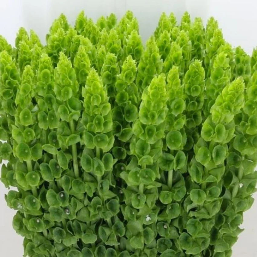 Gardening Zone High Quality moluccella-laevis-20-seeds