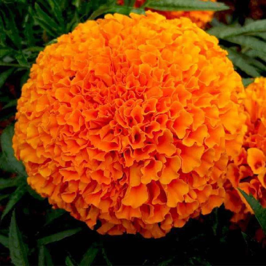 Gardening Zone High Quality Marigold F2 Orange-20 Seeds