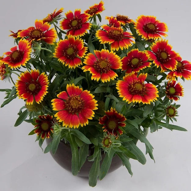 Gaillardia zone sale