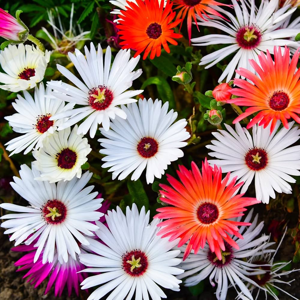 Gardening Zone High Quality mesembryanthemum-mix-200-seeds