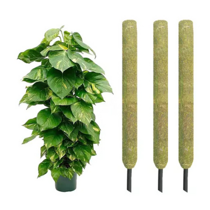 Gardening Zone High Quality 20-Inch Moss Stick Pack of 3 - Ideal for Climbing Plants