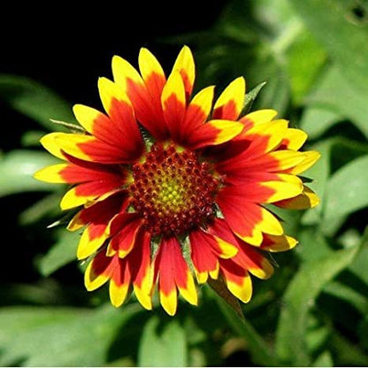 Gardening Zone High Quality Gaillardia Mix Color 50 Seeds