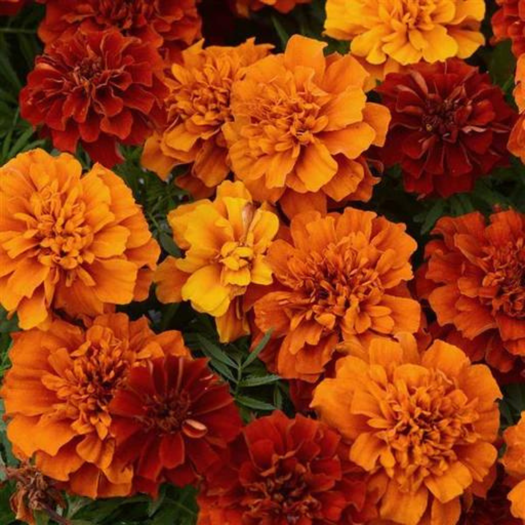 Gardening Zone High Quality Golden Glow French Marigold Mix - Imported Seeds" 20 Seeds