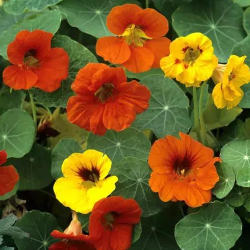 Gardening Zone High Quality nasturtium-africa-mix-15-seeds