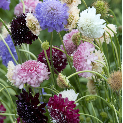 Gardening Zone High Quality scabiosa-tall-double-mix-20-seeds