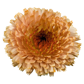 Gardening Zone High Quality Calendula Touch of Red Mix 20 Seeds
