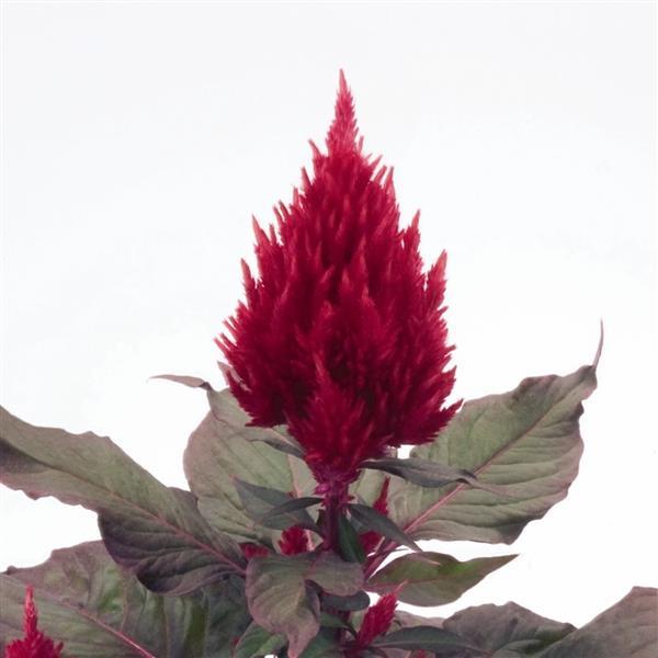 Gardening Zone High Quality Celosia New Look Imported 20 Seeds