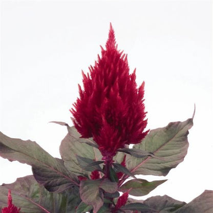 Gardening Zone High Quality Celosia New Look Imported 20 Seeds