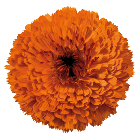 Gardening Zone High Quality Calendula Touch of Red Mix 20 Seeds
