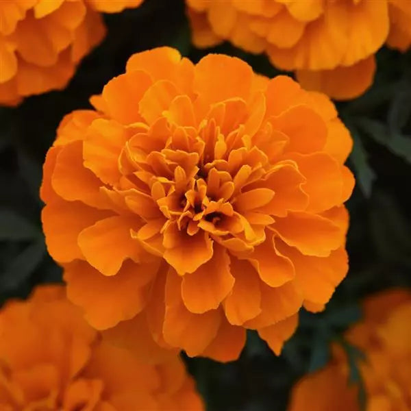 Gardening Zone High Quality Golden Glow French Marigold Mix - Imported Seeds" 20 Seeds