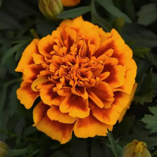 Gardening Zone High Quality Golden Glow French Marigold Mix - Imported Seeds" 20 Seeds