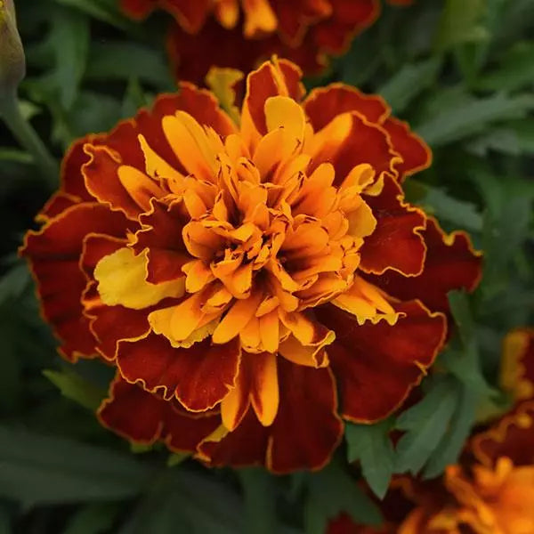 Gardening Zone High Quality Golden Glow French Marigold Mix - Imported Seeds" 20 Seeds
