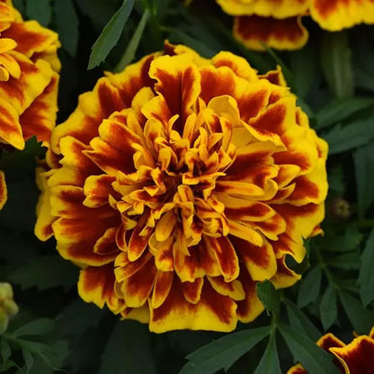 Gardening Zone High Quality Golden Glow French Marigold Mix - Imported Seeds" 20 Seeds
