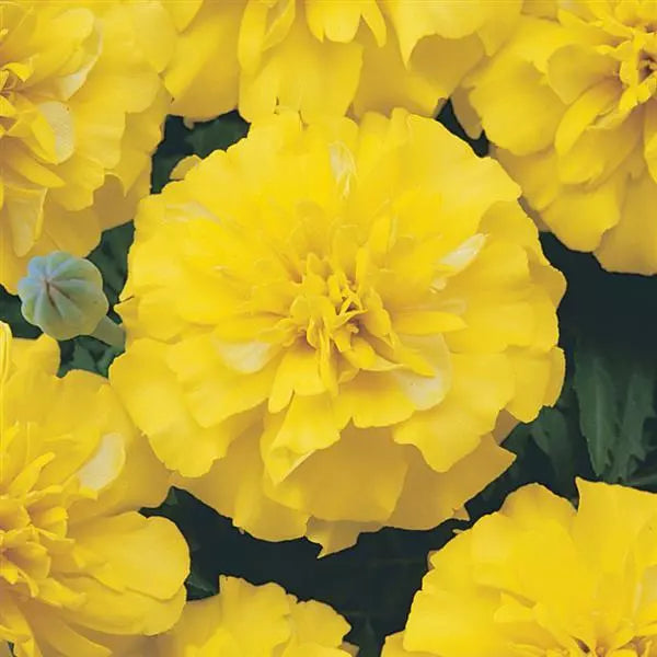 Gardening Zone High Quality Golden Glow French Marigold Mix - Imported Seeds" 20 Seeds