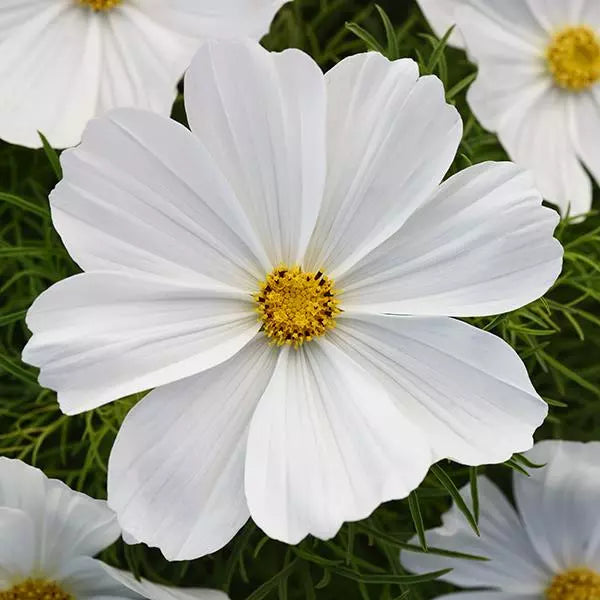 Gardening Zone High Quality Cosmos Mix Imported 10 Seeds