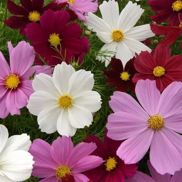 Gardening Zone High Quality Cosmos Mix Imported 10 Seeds