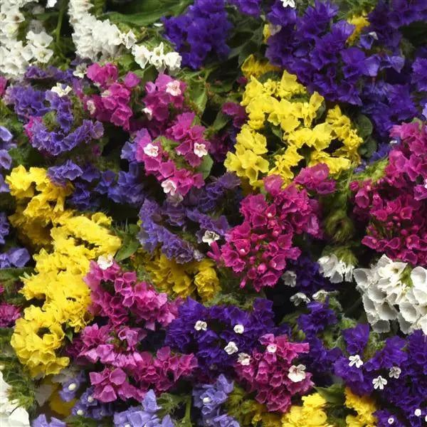 Gardening Zone High Quality Limonium mix 20 imported seeds