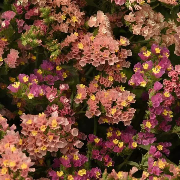 Gardening Zone High Quality Limonium Apricot 20 imported Seeds