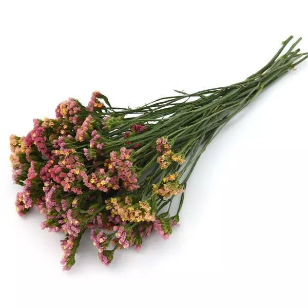 Gardening Zone High Quality Limonium Apricot 20 imported Seeds