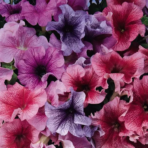 Gardening Zone High Quality Petunia Radiant Mix - Imported Seeds - 100 Seeds"