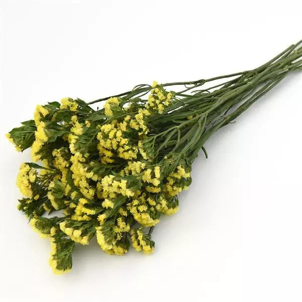 Gardening Zone High Quality Iimonium Yellow 20 imported Seeds