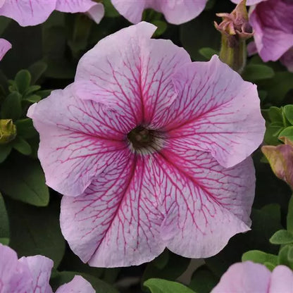 Gardening Zone High Quality Petunia Radiant Mix - Imported Seeds - 100 Seeds"