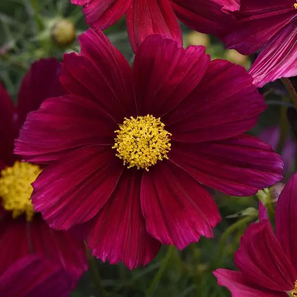 Gardening Zone High Quality Cosmos Mix Imported 10 Seeds