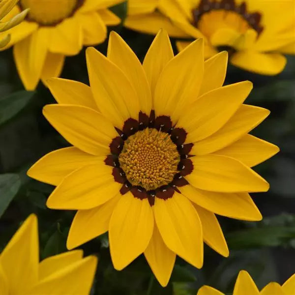 Gardening Zone High Quality Sunburst F1 Gazania Mix - 10 Imported Seeds"