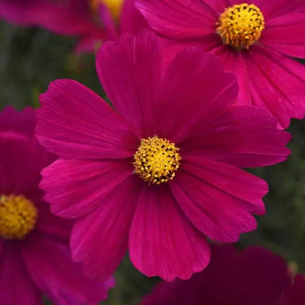 Gardening Zone High Quality Cosmos Mix Imported 10 Seeds