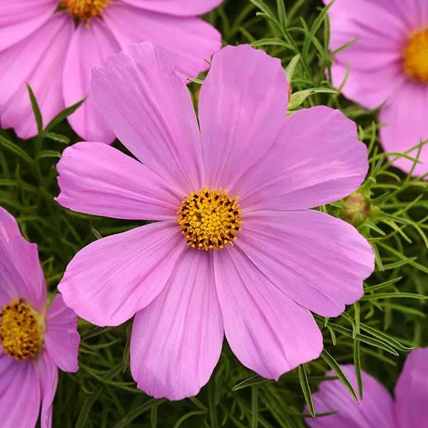 Gardening Zone High Quality Cosmos Mix Imported 10 Seeds