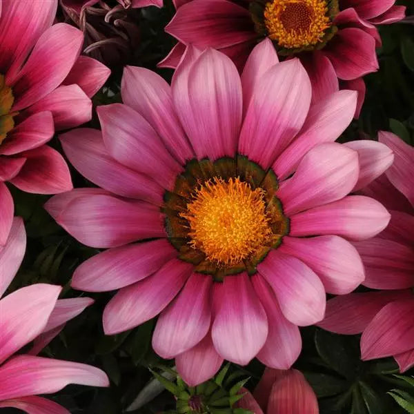 Gardening Zone High Quality Sunburst F1 Gazania Mix - 10 Imported Seeds"