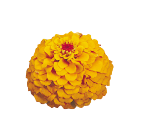 Gardening Zone High Quality Zinnia Elegans Oklahoma Imported MIX 20 Seeds