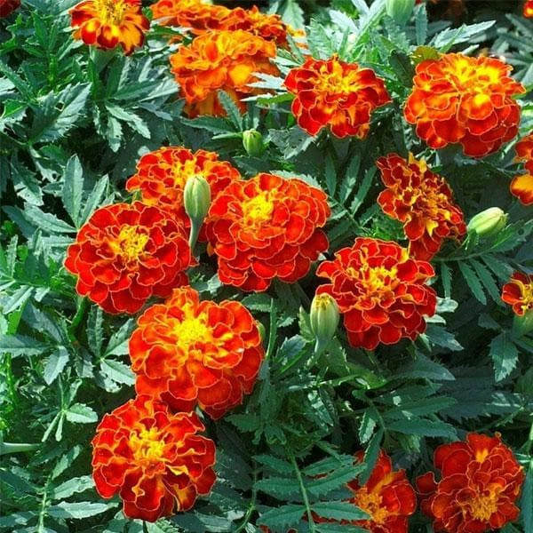 Gardening Zone High Quality marigold-french-red