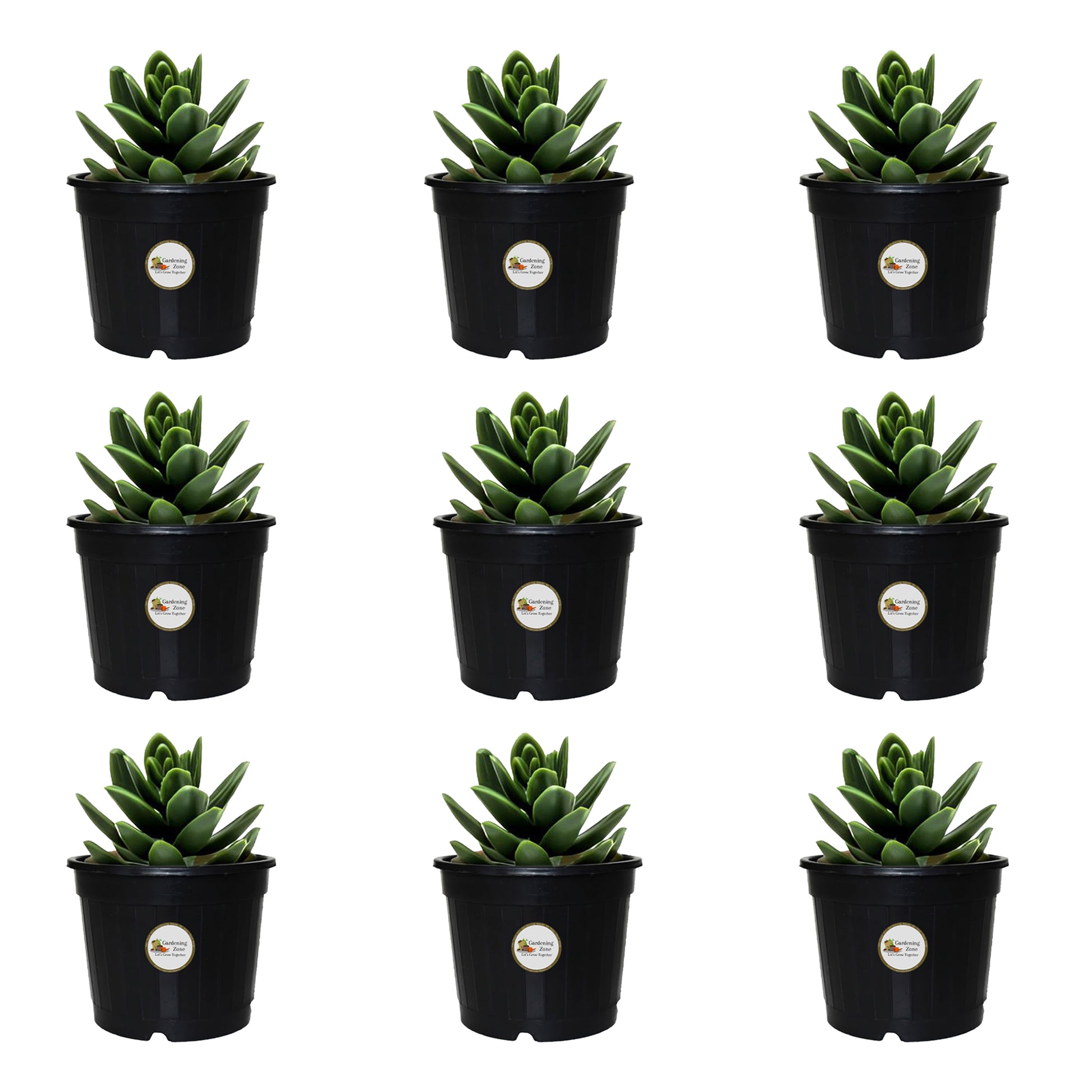 Gardening Zone High Quality 4 Inch Nursery Pots for Home Garden – Best for Seed Germination, Succulent Plants, and Cactus (Pack of 9, Durable & Lightweight)