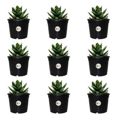 Gardening Zone High Quality 4 Inch Nursery Pots for Home Garden – Best for Seed Germination, Succulent Plants, and Cactus (Pack of 9, Durable & Lightweight)