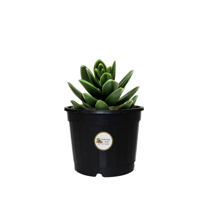 Gardening Zone High Quality 4 Inch Nursery Pots for Home Garden – Best for Seed Germination, Succulent Plants, and Cactus (Pack of 9, Durable & Lightweight)