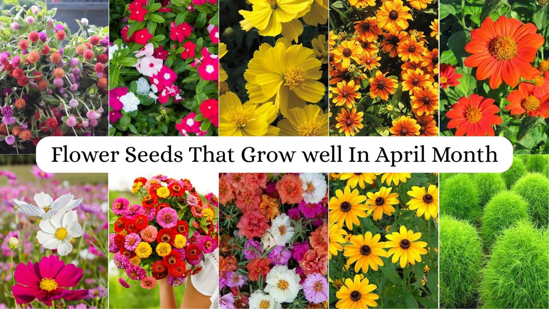 "Top 10 Summer Flower Seeds from Gardening Zone to Grow in April | Best Heat-Resistant Varieties for a Vibrant Garden"