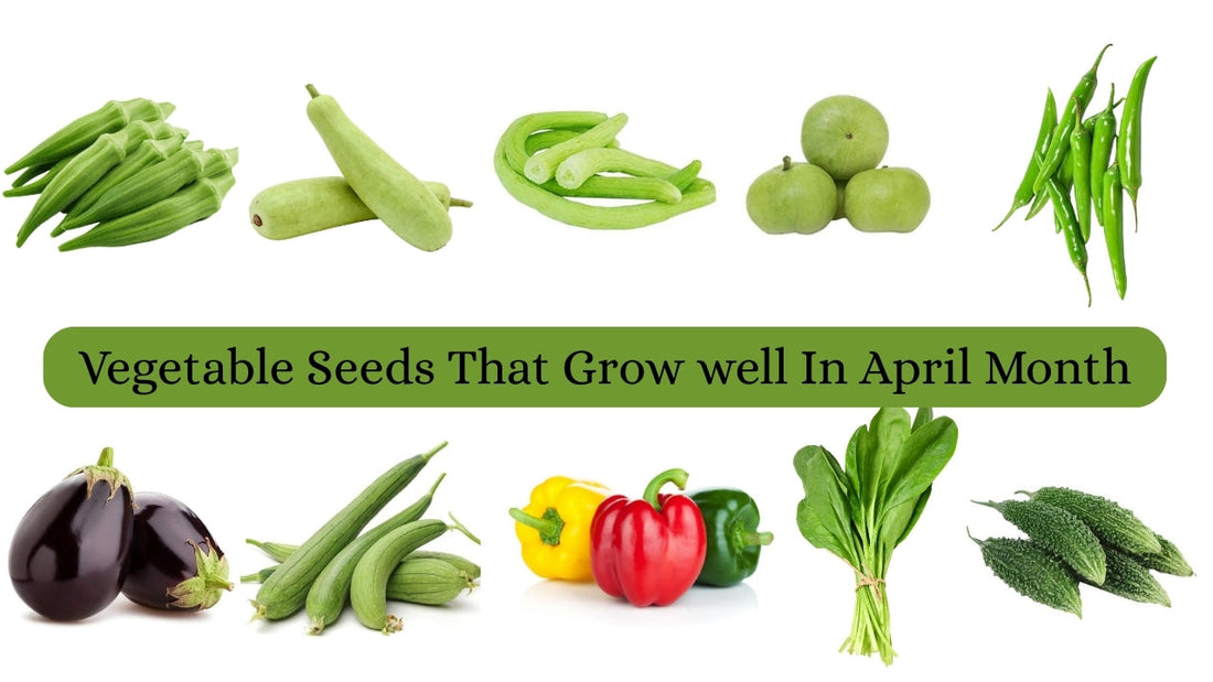 "Top 10 Vegetable Seeds to Grow in April in India | Best Summer Vegetables for Home Gardening"