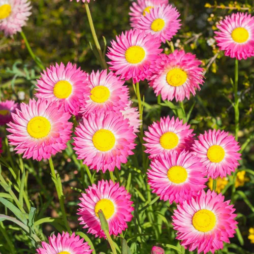 Winter Flowers Seeds