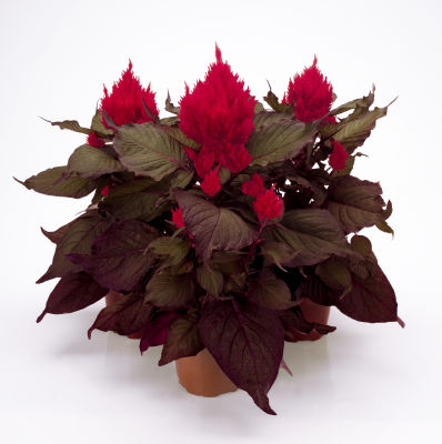 Gardening Zone High Quality Celosia New Look Imported 20 Seeds