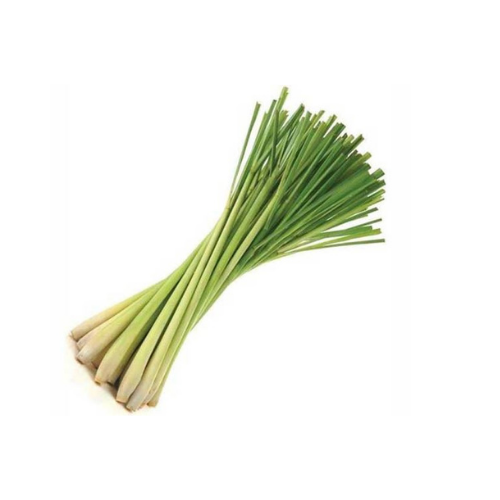 Gardening Zone High Quality Lemon Grass Seeds